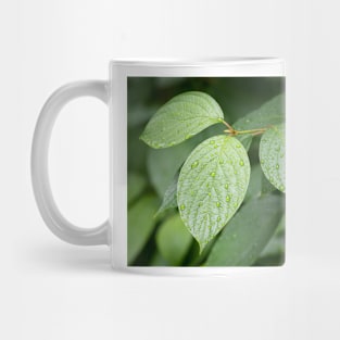 Water drops on green leaves after rain Mug